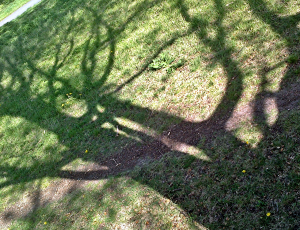 Schatten einer alten Eiche