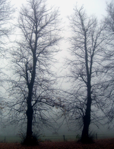 zwei kahle Bäume im Herbstnebel